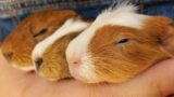 Baby Guinea Pigs In September At The Rescue