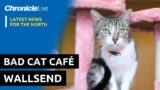 Bad Cat Cafe in Wallsend