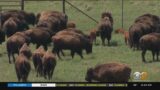 Bison from Bronx Zoo sent to Southwest