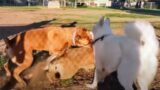 Cane Corso Puts Belgian Malinois Shepherd Into Submission Fast At Dog Park