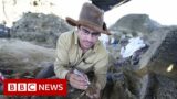 Dinosaur fossil from asteroid strike that caused extinction found, scientists claim – BBC News