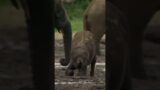 Disabled elephant calf survives against all odds