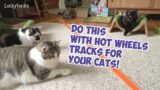 Do This With Hot Wheels Tracks For Your Cats – S5 E48 – Cats Playing Cat Video Compilation