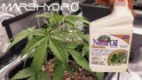 Easy IPM Spray For Cannabis Plants + Weeks 1-4 – The Mars Grow: S2 EP3