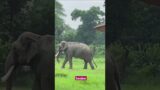 Elephant in Delhi Zoo Delhi zoological park #shorts  #youtubeshorts