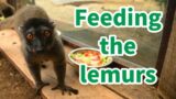 Feeding the lemurs in the rescue zoo +  new rescue animal