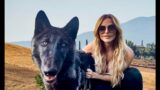 GIANT BLACK WOLFDOG VISITS A TOWN – Life of Wolfdog ep.2
