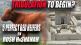 GREATEST SIGN YET? 5 Perfect Red Heifers SECRETLY Arrive to Prepare Third Temple