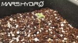 Get 100% Germination Success Every Time – The Mars Grow: S2 EP2