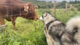 Giant Husky Meets A Cow Up Close And Personal! It's So Strange To Watch!