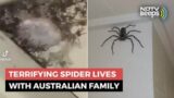 Giant Spider Has Been Australian Family's Guest For 1 Year