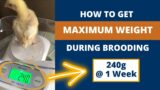 HOW I GET MAXIMUM BROILER WEIGHT DURING BROODING