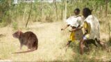 Hadzabe Tribe The Last Hunters And Gatherers Of #indi To Catch Rats As Food