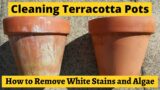 How to clean white stains and algae from terracotta clay pots