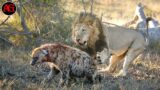 Hyenas get horrible injured after lion's and wild dog's attacks#DiscoveryTheMystery
