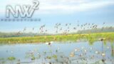 INSANE teal hunt – Treasure Island Outfitters – North Wind Waterfowl