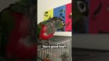 Kipling is a good boy! | Crimson Bellied Conure Parrot Talking