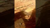 Latest 4k Video From Mars Surface #YouTube #Shorts