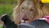 Lions vs Buffalo The Buffalo Hunters National Geographic Documentary HD 2022
