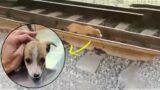 Little Homeless Puppy Got Lost on The Train Tracks & The Sounds Broke My Heart