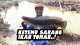 MENGAGETKAN.!! mancing ikan gabus dapat ikan toman umpat soft frog || rafik media mancing