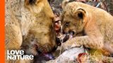 MK Lion Cubs Try Meat for the First Time | Love Nature