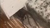 Man discovers 'biggest spider in Britain' in his house