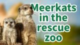 Meerkats enrichment in the rescue zoo