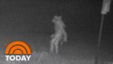 Mysterious Human-Like Creature Spotted At Texas Zoo