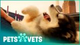 Old Husky Learns Some New Tricks | Paul O'Grady For The Love of Dogs | Pets & Vets