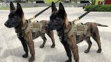 Only These Dogs Are Better Than a Belgian Malinois