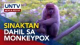 Pananakit sa mga unggoy, napaulat sa Brazil sa gitna ng pangamba sa monkeypox outbreak