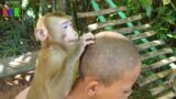 Polite Monkey Koko Good Communication To Brother Kava | Koko Is Good Boy