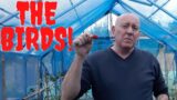 Protect Your Harvests [Gardening Allotment UK] [Grow Vegetables At Home ]