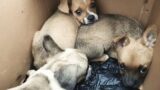 Puppies Are Packed In Cardboard Boxes, To The Rescue Station, Eyes Were Pitiful And Hopeful