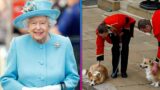 Queen Elizabeth's Corgis Are Aware of Her Death, Dog Trainer Says (Exclusive)