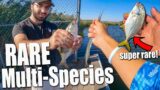 RARE FISH Caught in Long Island Waters!! – Jack Crevalle , Bluefish Snappers , Needlefish