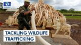 South Africa Politics, Ghana Economy, Tackling Wildlife Trafficking | Network Africa