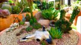 Succulents & Cacti Desert Scene Arrangement in Terracotta Dish