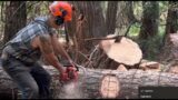 Super Strong Homelite Chainsaw,Bucking Firewood