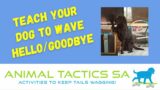 Teach your dog to 'Wave' Hello/Goodbye – Ace, Animal Tactics Level 3