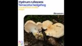 Terracotta hedgehog (Hydnum rufescens) | Shape | Practical Short Profile | Shroomers