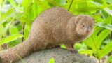 The Bizarre History Of The Mongoose In Hawaii And Why Colonial Sugar Barons Are To Blame For The Hav