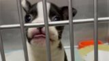 Tiny Boston Terrier Won't Stop to Talk After Got Rescue