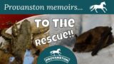 To the RESCUE! Saving wildlife on our equestrian farm and let's party!