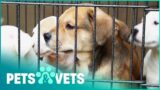 Too Many Dogs In The Rescue Shelter | Give Me Shelter | Pets & Vets