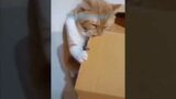 Trouble Maker #shorts #animals #cat #fyp #catvideos #funny #catlover #troublemaker #like #love