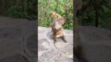 Troublemaker monkey.#monkey #animals #foryou #shorts