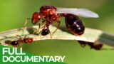 Unstoppable Invaders – The Red Imported Fire Ant | Free Documentary Nature