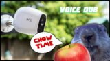 VOICE DUB | Groundhog Steals Farmer's Crop And Eats It In Front Of His Security Camera